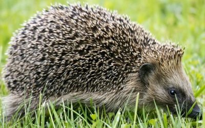 Igel schützen: Mähroboter nachts ausschalten