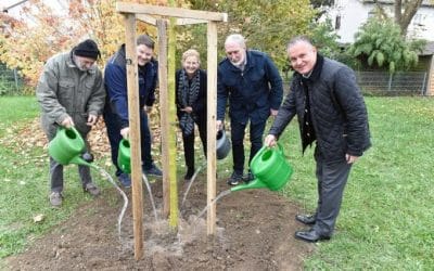 Stadt pflanzt Baum des Jahres