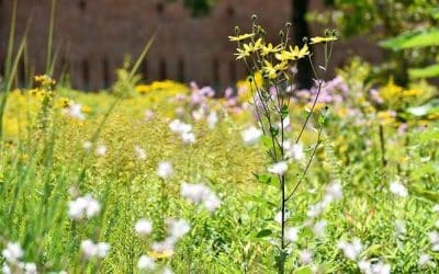 Artenvielfalt durch Landwirtschaft